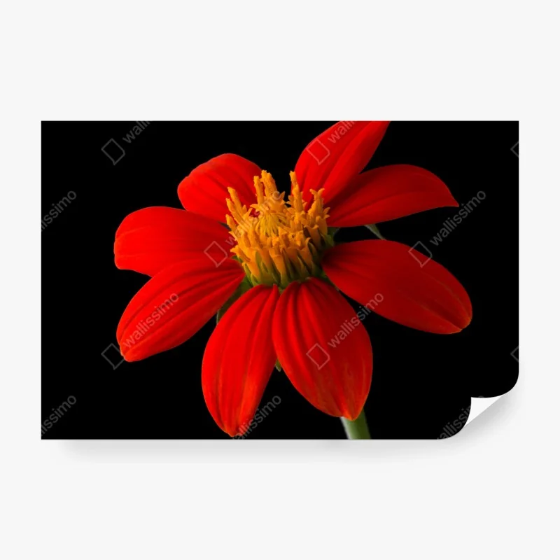 Fototapeta żywy słonecznik meksykański na czarnym tle – Wallissimo® Fototapeta żywy słonecznik meksykański na czarnym tle – Wallissimo®