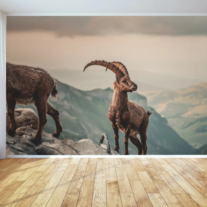 Fototapeta kozica alpejska na skalistym grzbiecie – Wallissimo® Fototapeta kozica alpejska na skalistym grzbiecie – Wallissimo®