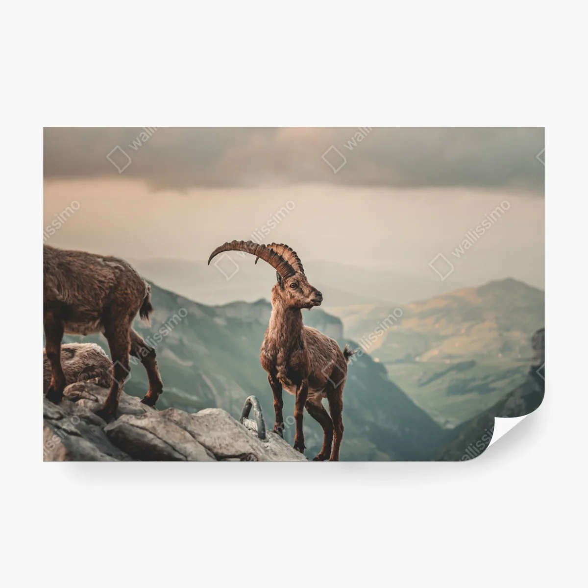 Fototapeta kozica alpejska na skalistym grzbiecie – Wallissimo® Fototapeta kozica alpejska na skalistym grzbiecie – Wallissimo®