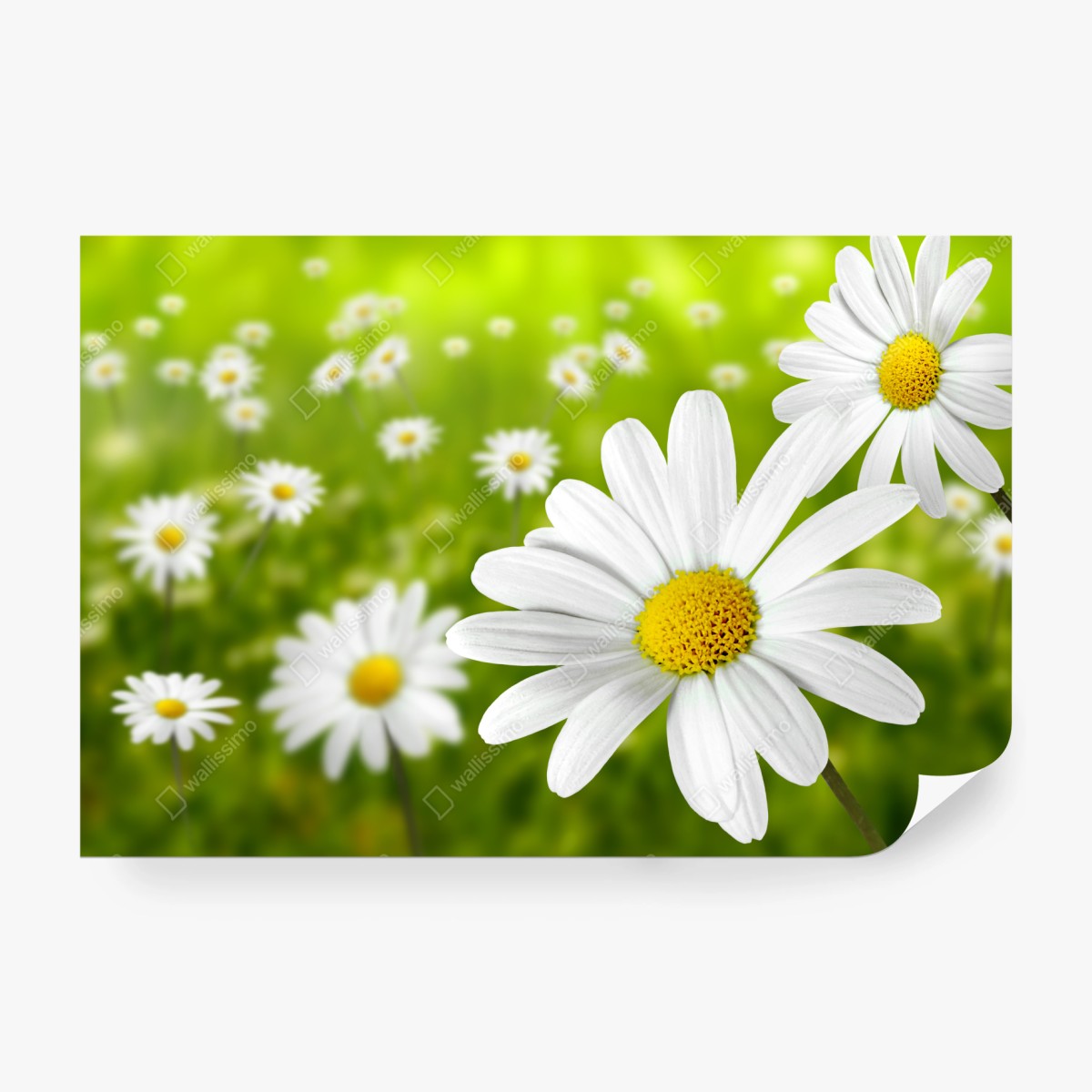 Fototapeta białe stokrotki na łące – Wallissimo® Fototapeta białe stokrotki na łące – Wallissimo®