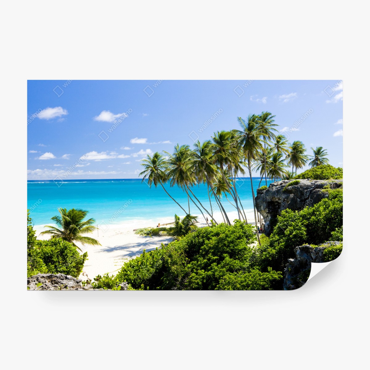 Fototapeta Bottom Bay plaża z palmami, Barbados – Wallissimo® Fototapeta Bottom Bay plaża z palmami, Barbados – Wallissimo®