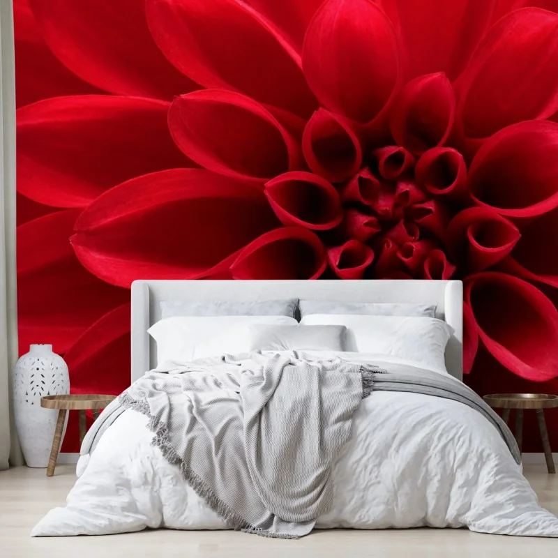 Fototapeta zbliżenie czerwonej dalii – Wallissimo® Fototapeta zbliżenie czerwonej dalii – Wallissimo®