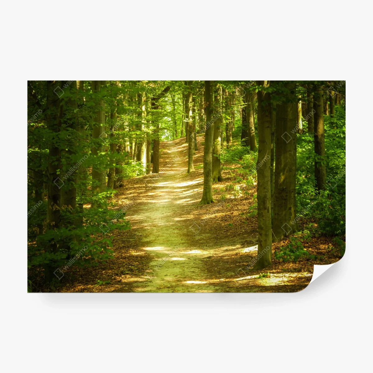 Fototapeta słoneczna leśna ścieżka – Wallissimo® Fototapeta słoneczna leśna ścieżka – Wallissimo®