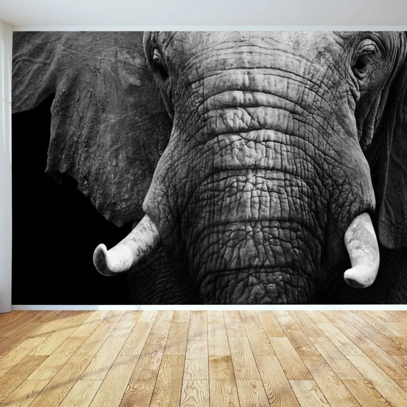 Fototapeta majestatyczne zbliżenie słonia – Wallissimo® Fototapeta majestatyczne zbliżenie słonia – Wallissimo®