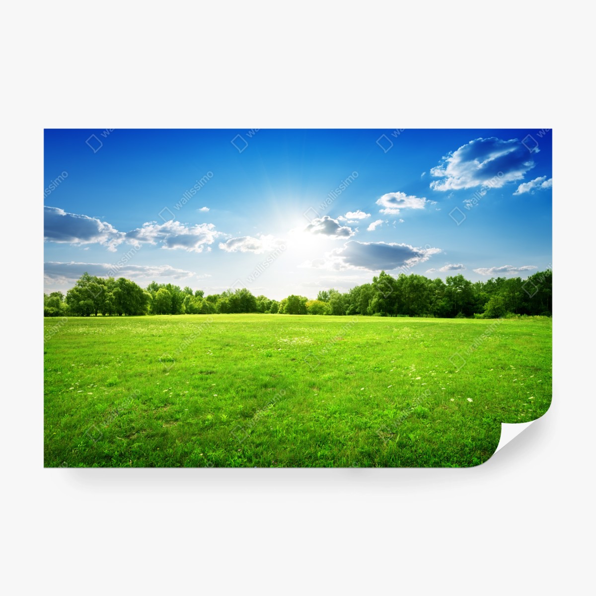 Fototapeta słoneczna zielona łąka – Wallissimo® Fototapeta słoneczna zielona łąka – Wallissimo®