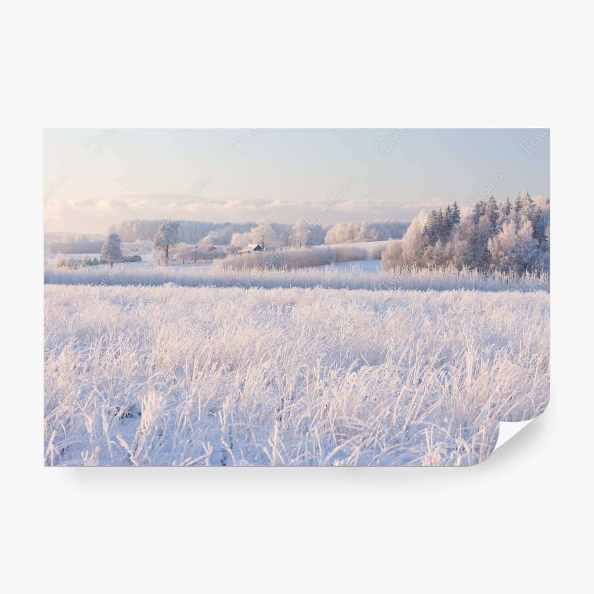 Fototapeta szronowa łąka o poranku – Wallissimo® Fototapeta szronowa łąka o poranku – Wallissimo®