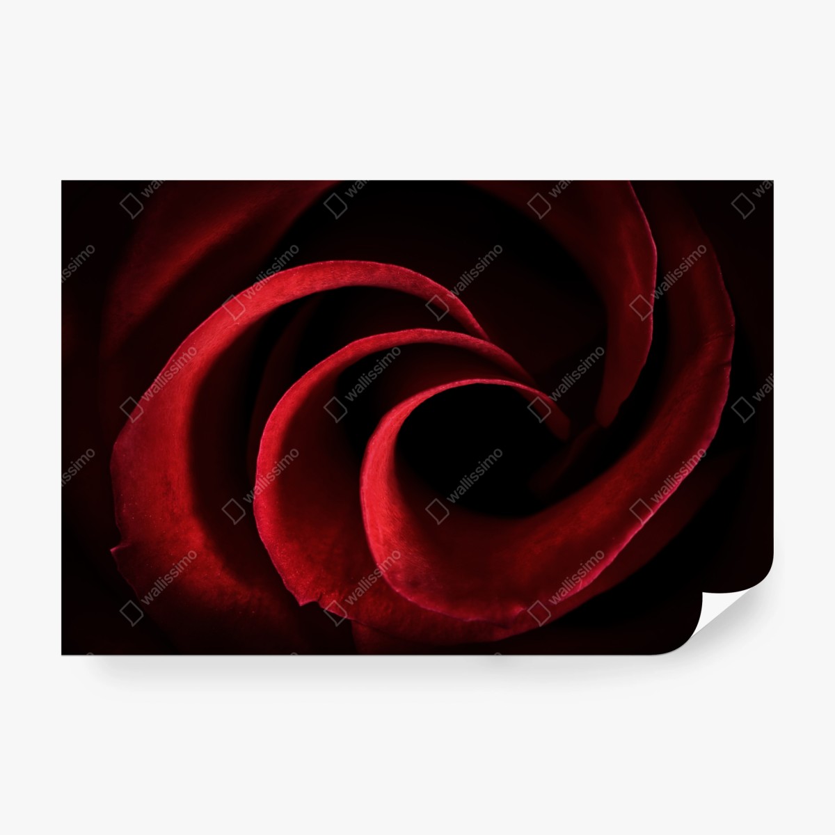 Fototapeta spirala głębokich czerwonych płatków róży – Wallissimo® Fototapeta spirala głębokich czerwonych płatków róży – Wallissimo®