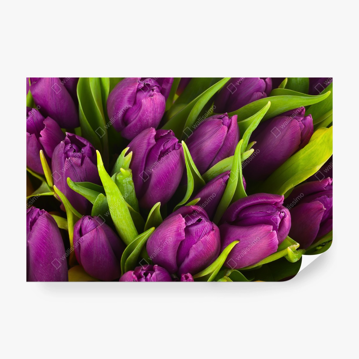 Fototapeta fioletowy bukiet tulipanów – Wallissimo® Fototapeta fioletowy bukiet tulipanów – Wallissimo®