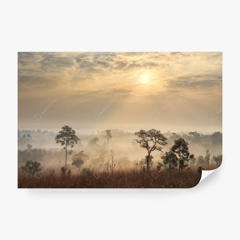 Fototapeta bujna pokrywa lasu deszczowego przy Cairns – Wallissimo®