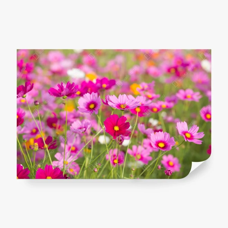 Fototapeta mglisty las czarno-biały – Wallissimo®