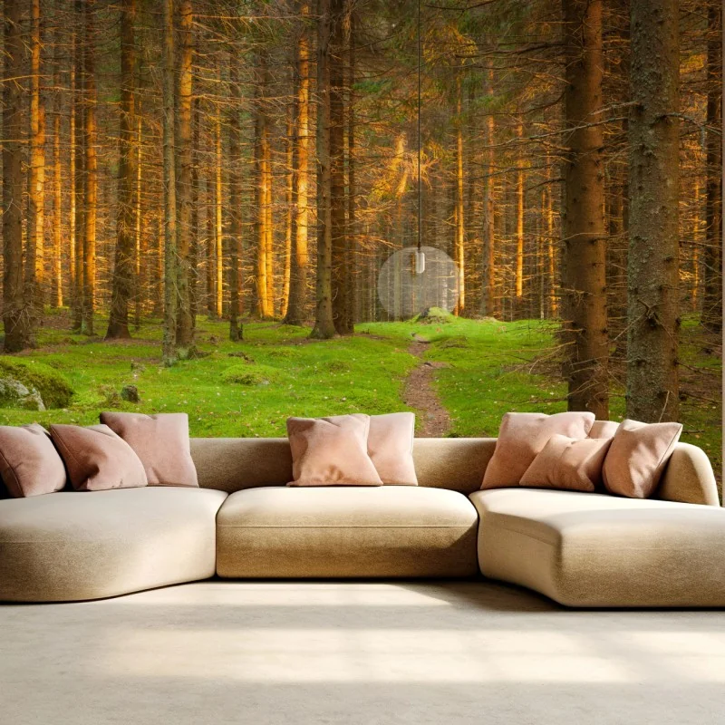 Fototapeta złote światło lesie sosnowym porośniętym mchem