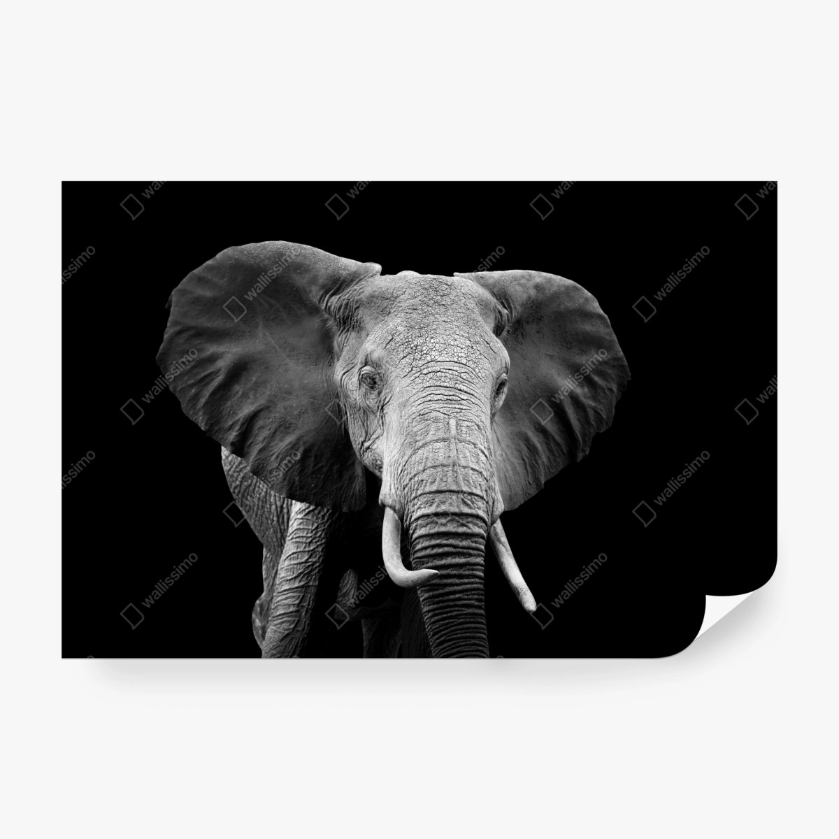 Fototapeta majestatyczny portret słonia czarno-biały – Wallissimo® Fototapeta majestatyczny portret słonia czarno-biały – Wallissimo®