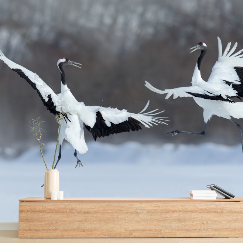 Fototapeta tańczące żurawie koroniaste na śniegu, Hokkaido – Wallissimo® Fototapeta tańczące żurawie koroniaste na śniegu, Hokkaido – Wallissimo®