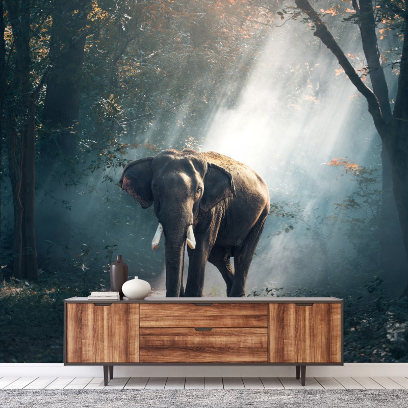 Fototapeta majestatyczny słoń w oświetlonym lesie – Wallissimo® Fototapeta majestatyczny słoń w oświetlonym lesie – Wallissimo®