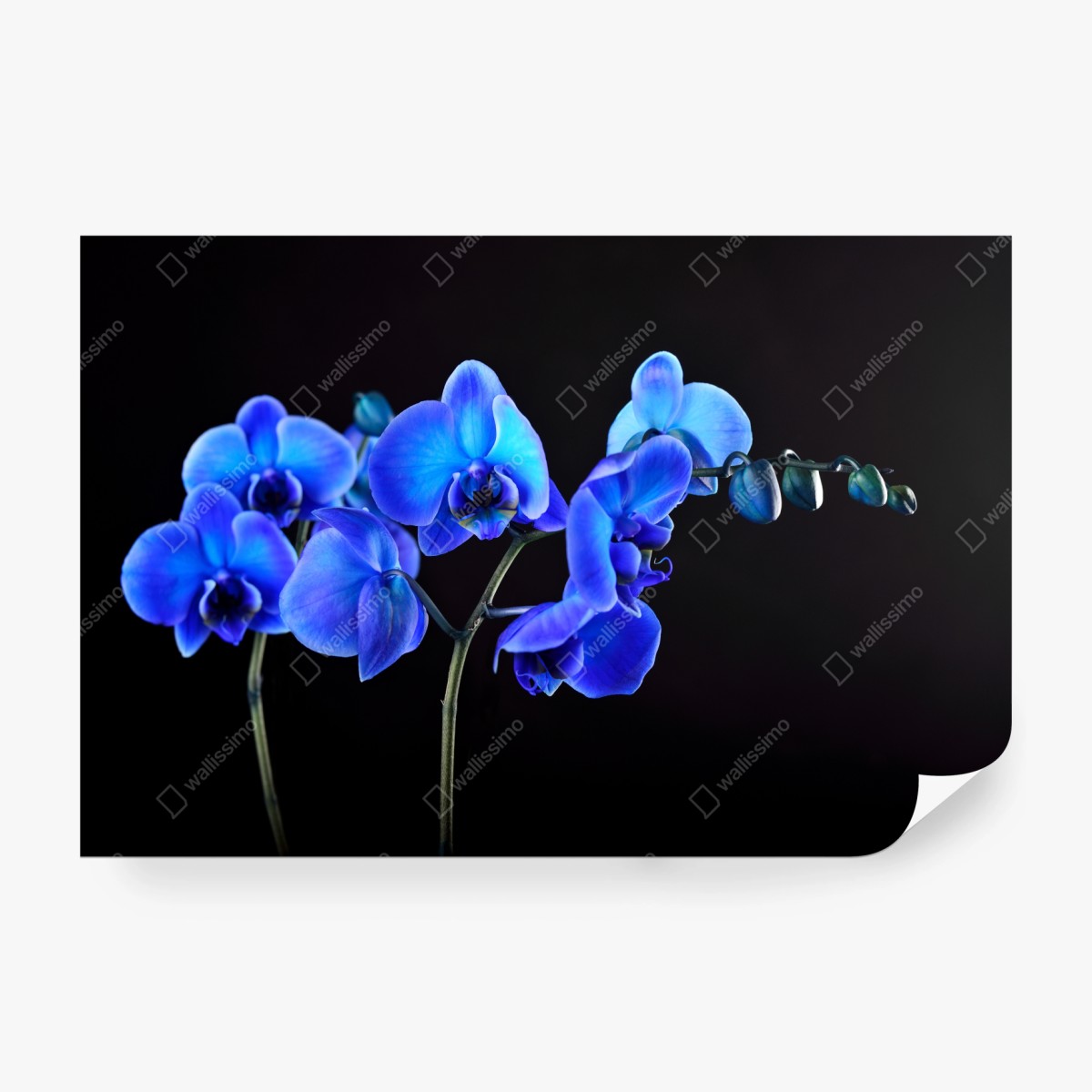 Fototapeta intensywna niebieska orchidea na czarnym tle – Wallissimo®