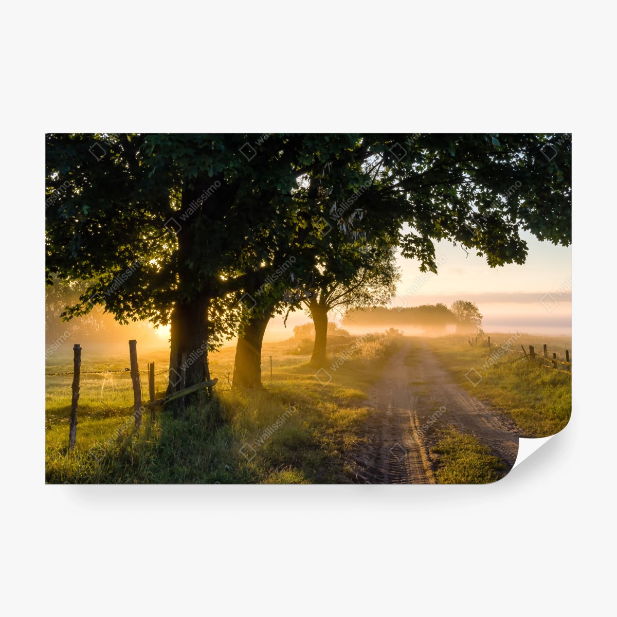 Fototapeta słoneczna wiejska droga o świcie – Wallissimo® Fototapeta słoneczna wiejska droga o świcie – Wallissimo®