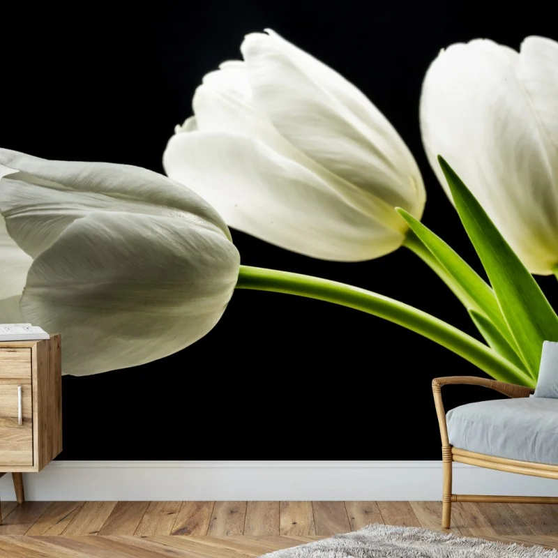 Fototapeta eleganckie białe tulipany na czarnym tle – Wallissimo® Fototapeta eleganckie białe tulipany na czarnym tle – Wallissimo®