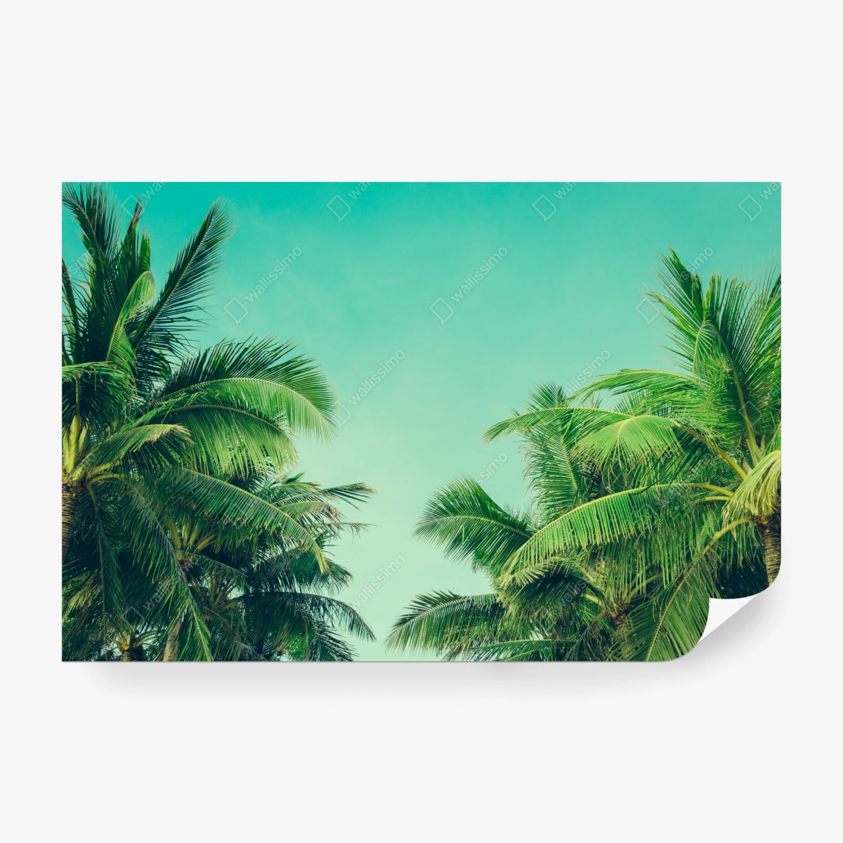 Fototapeta tropikalny baldachim palm pod turkusowym niebem – Wallissimo® Fototapeta tropikalny baldachim palm pod turkusowym niebem – Wallissimo®