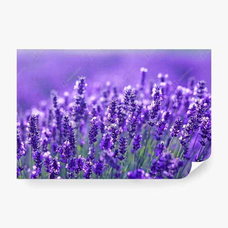 Fototapeta mglisty las sosnowy – Wallissimo®