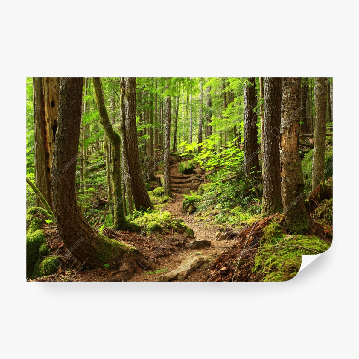 Fototapeta mchowa leśna ścieżka – Wallissimo® Fototapeta mchowa leśna ścieżka – Wallissimo®