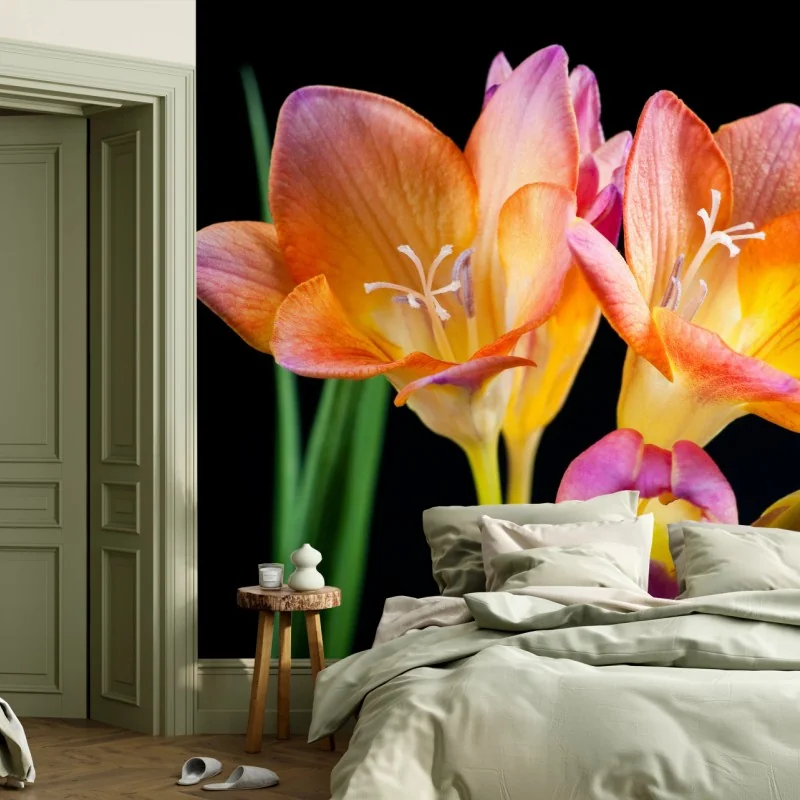 Fototapeta żywe pomarańczowe frezje na czarnym tle – Wallissimo® Fototapeta żywe pomarańczowe frezje na czarnym tle – Wallissimo®