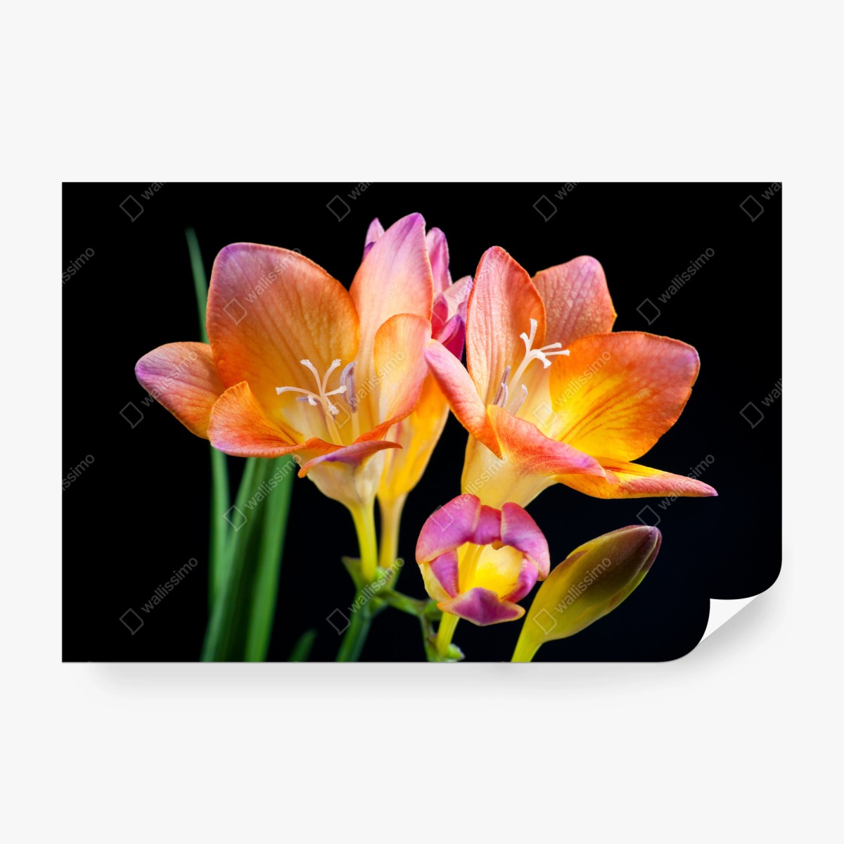 Fototapeta żywe pomarańczowe frezje na czarnym tle – Wallissimo® Fototapeta żywe pomarańczowe frezje na czarnym tle – Wallissimo®