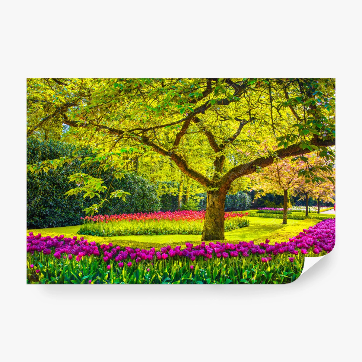 Fototapeta barwny ogród tulipanów w Keukenhof – Wallissimo® Fototapeta barwny ogród tulipanów w Keukenhof – Wallissimo®