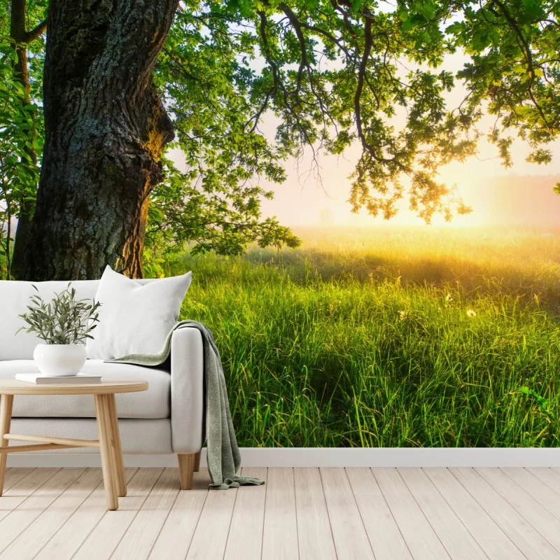 Fototapeta poranny dąb na rozświetlonej łące – Wallissimo® Fototapeta poranny dąb na rozświetlonej łące – Wallissimo®
