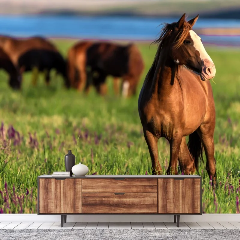 Fototapeta majestatyczny brązowy koń na słonecznej łące – Wallissimo® Fototapeta majestatyczny brązowy koń na słonecznej łące – Wallissimo®