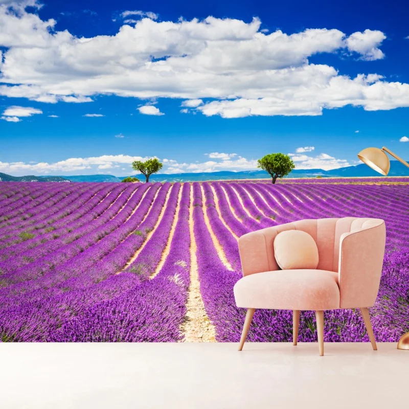 Fototapeta pola lawendy w Prowansji – Wallissimo® Fototapeta pola lawendy w Prowansji – Wallissimo®