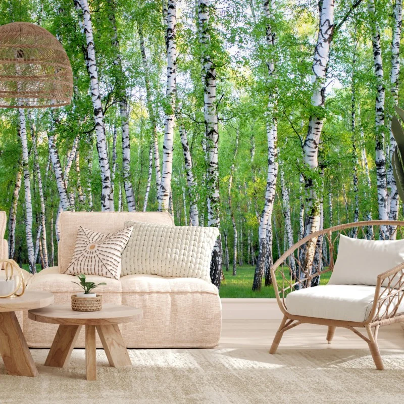 Fototapeta spokojny brzozowy gaj latem – Wallissimo® Fototapeta spokojny brzozowy gaj latem – Wallissimo®