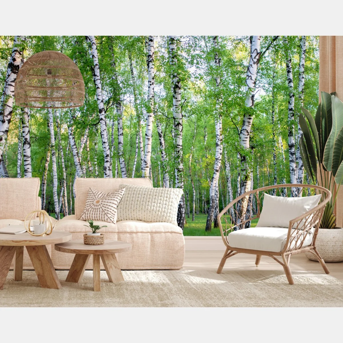 Fototapeta spokojny brzozowy gaj latem – Wallissimo® Fototapeta spokojny brzozowy gaj latem – Wallissimo®