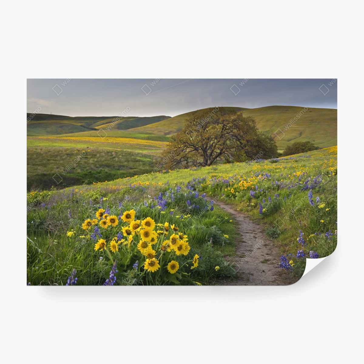 Fototapeta ścieżka przez złotą łąkę z dzikimi kwiatami – Wallissimo® Fototapeta ścieżka przez złotą łąkę z dzikimi kwiatami – Wallissimo®