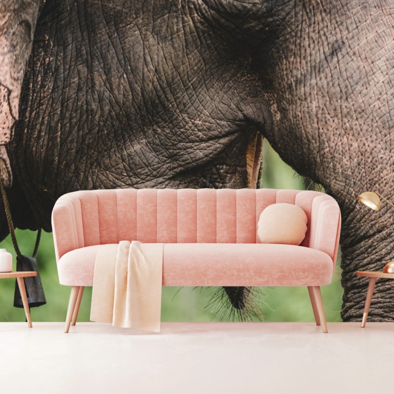 Fototapeta zbliżenie na słonia azjatyckiego – Wallissimo® Fototapeta zbliżenie na słonia azjatyckiego – Wallissimo®