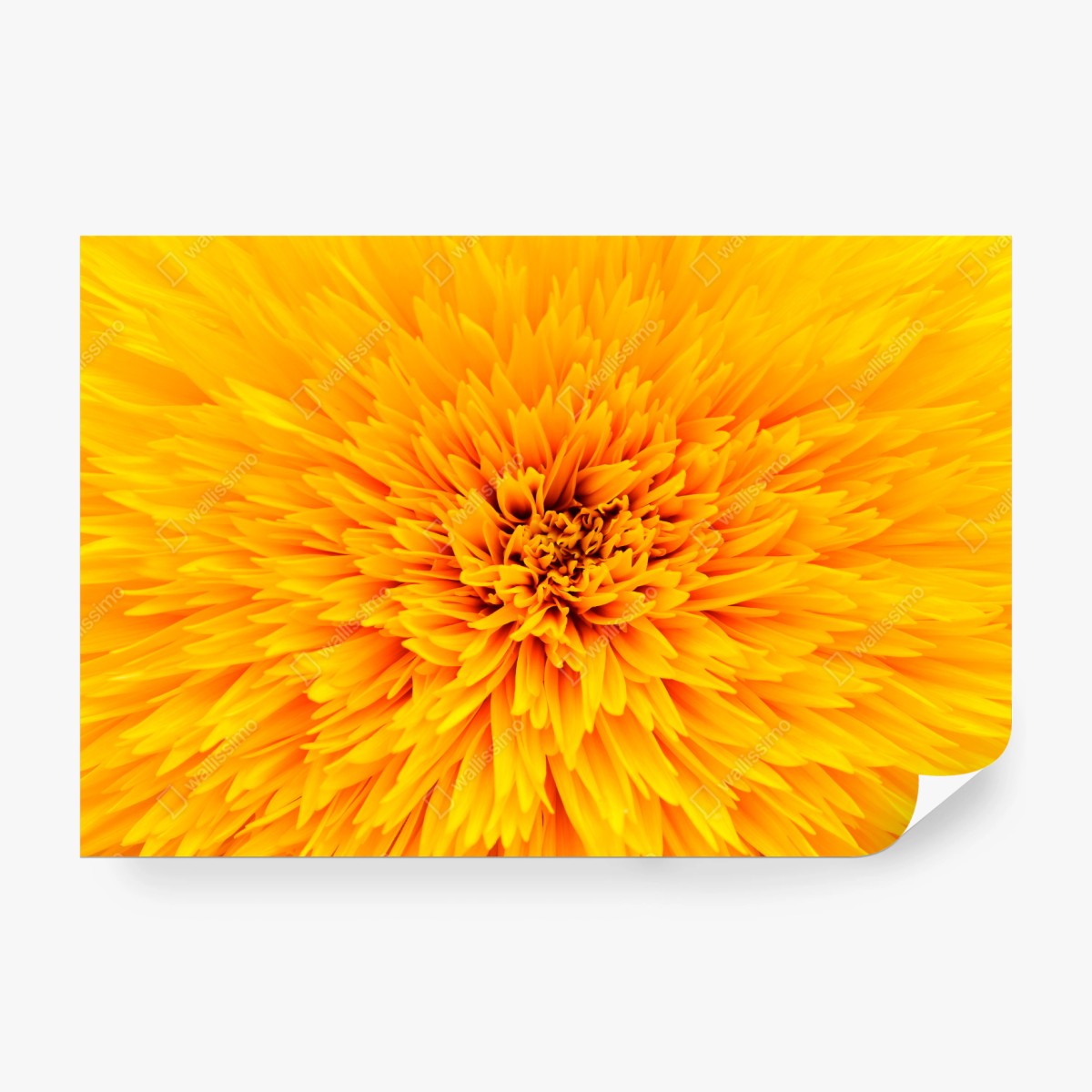 Fototapeta promienny słonecznik z bliska – Wallissimo® Fototapeta promienny słonecznik z bliska – Wallissimo®