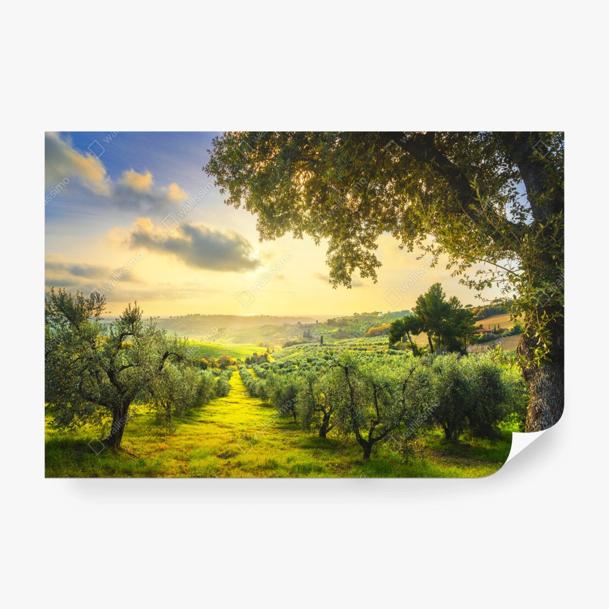 Fototapeta gaj oliwny przy zachodzie słońca w Maremma, Toskania – Wallissimo® Fototapeta gaj oliwny przy zachodzie słońca w Maremma, Toskania – Wallissimo®