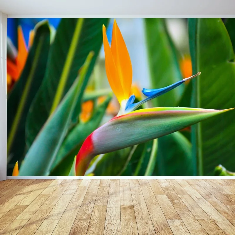 Fototapeta żywy kwiat ptaka rajskiego – Wallissimo® Fototapeta żywy kwiat ptaka rajskiego – Wallissimo®