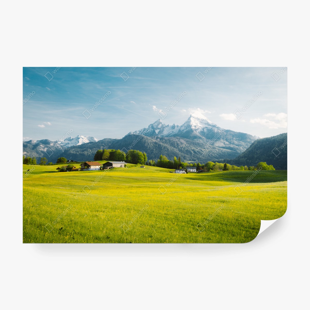 Fototapeta alpejska łąka pod ośnieżonymi szczytami – Wallissimo® Fototapeta alpejska łąka pod ośnieżonymi szczytami – Wallissimo®