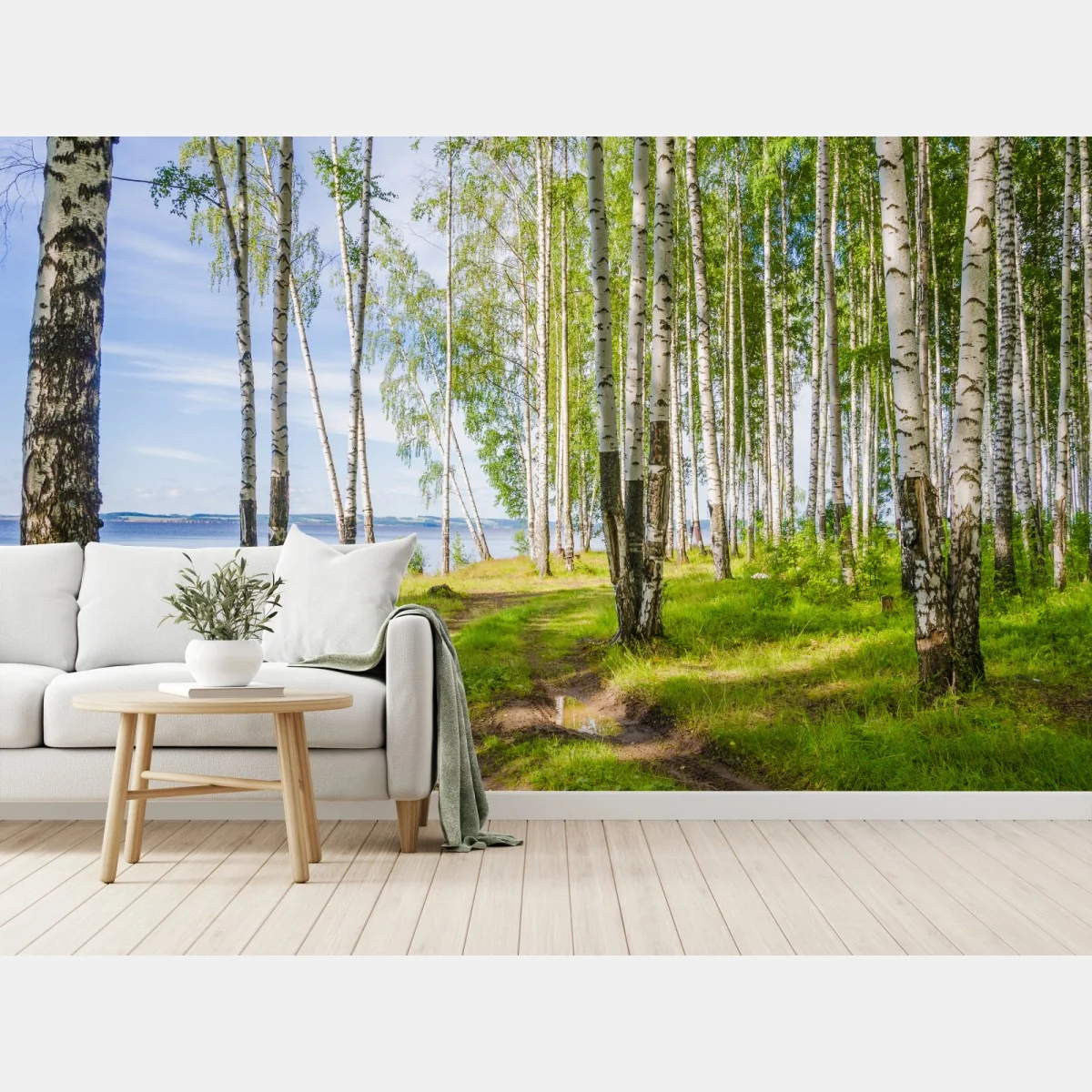 Fototapeta słoneczny zagajnik brzozowy nad wodą – Wallissimo® Fototapeta słoneczny zagajnik brzozowy nad wodą – Wallissimo®