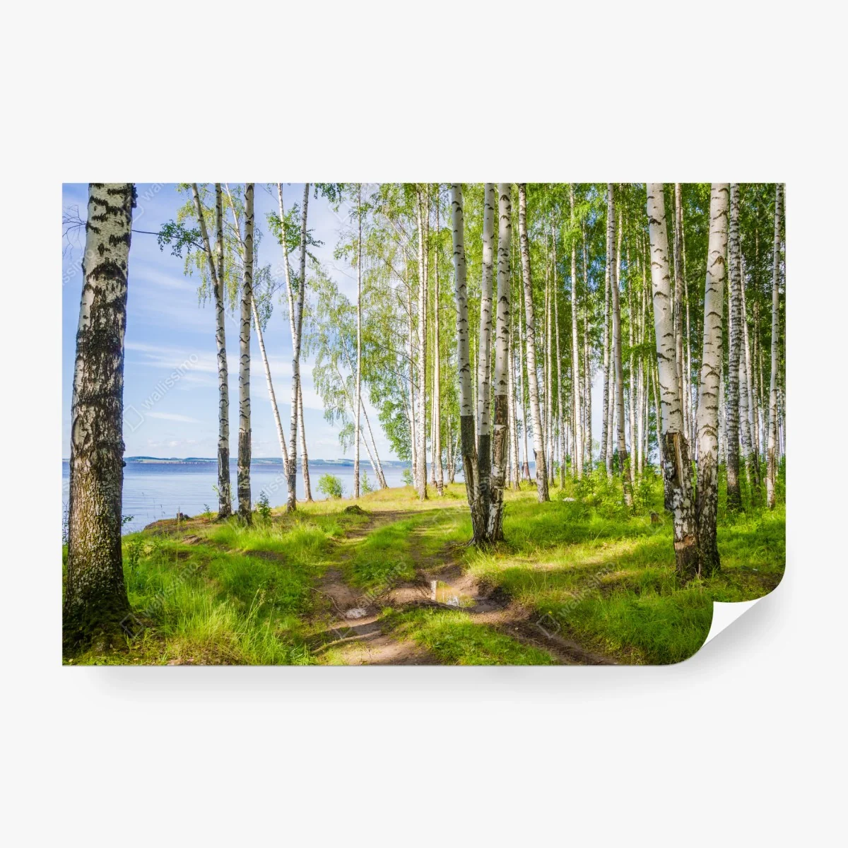 Fototapeta słoneczny zagajnik brzozowy nad wodą – Wallissimo® Fototapeta słoneczny zagajnik brzozowy nad wodą – Wallissimo®