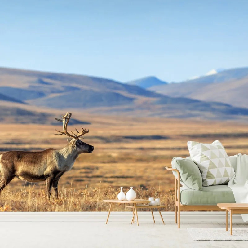 Fototapeta samotny renifer w tundrze w Czukotce – Wallissimo® Fototapeta samotny renifer w tundrze w Czukotce – Wallissimo®