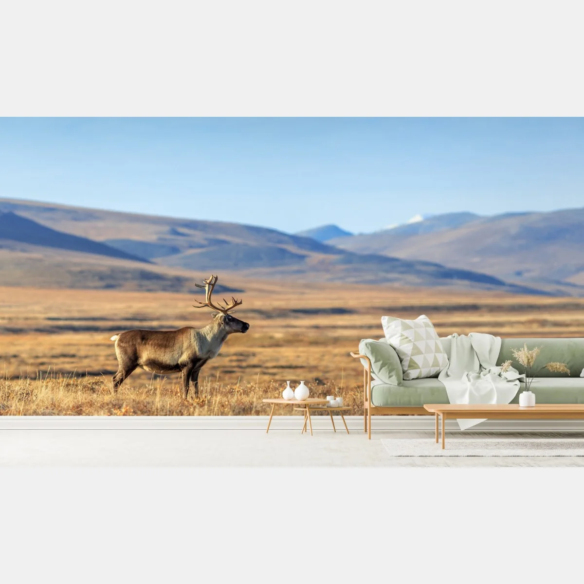 Fototapeta samotny renifer w tundrze w Czukotce – Wallissimo® Fototapeta samotny renifer w tundrze w Czukotce – Wallissimo®