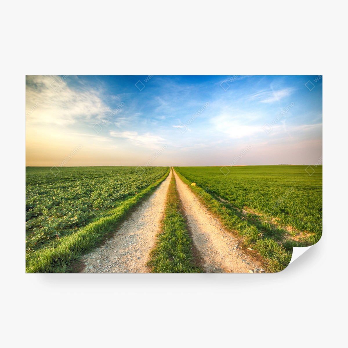 Fototapeta polna droga przez zielone pola – Wallissimo® Fototapeta polna droga przez zielone pola – Wallissimo®
