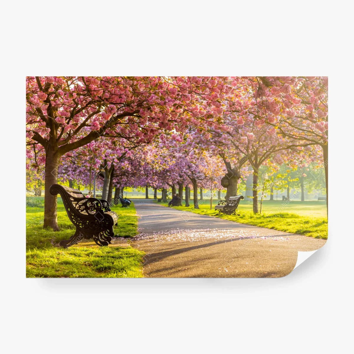 Fototapeta aleja kwitnących wiśni wiosną – Wallissimo® Fototapeta aleja kwitnących wiśni wiosną – Wallissimo®