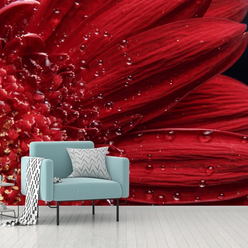 Fototapeta czerwona gerbera makro z kroplami rosy – Wallissimo® Fototapeta czerwona gerbera makro z kroplami rosy – Wallissimo®