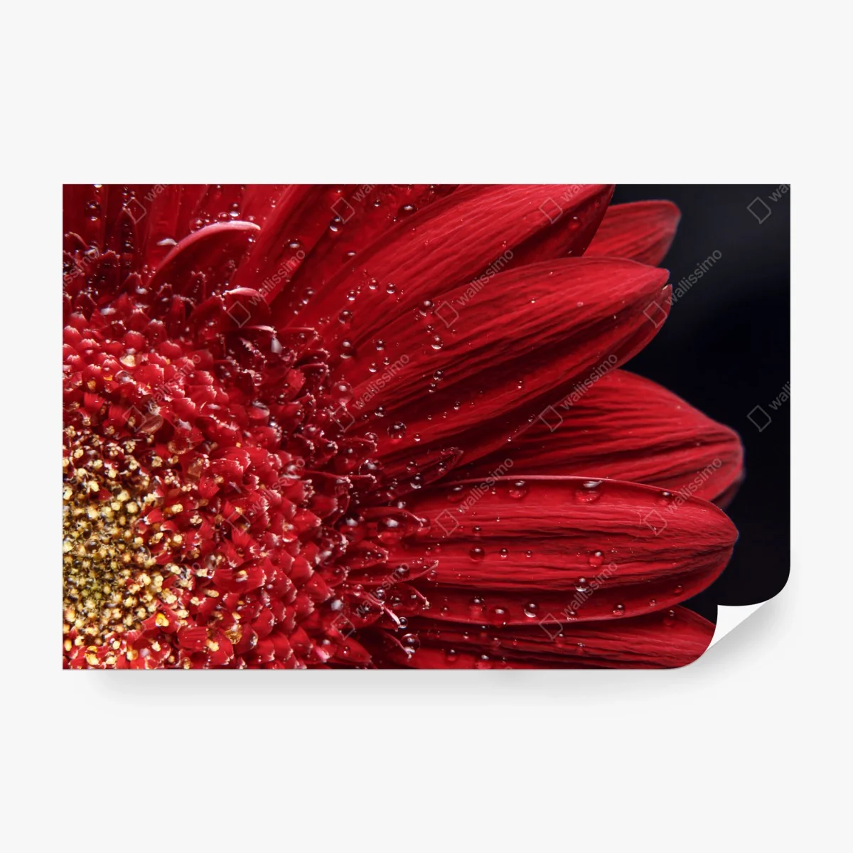Fototapeta czerwona gerbera makro z kroplami rosy – Wallissimo® Fototapeta czerwona gerbera makro z kroplami rosy – Wallissimo®