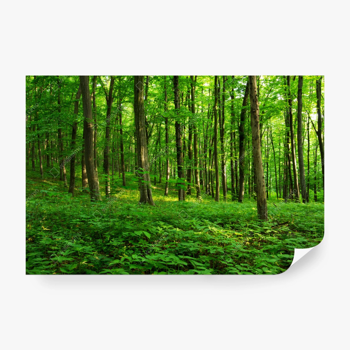 Fototapeta słoneczny zielony las wiosną – Wallissimo® Fototapeta słoneczny zielony las wiosną – Wallissimo®
