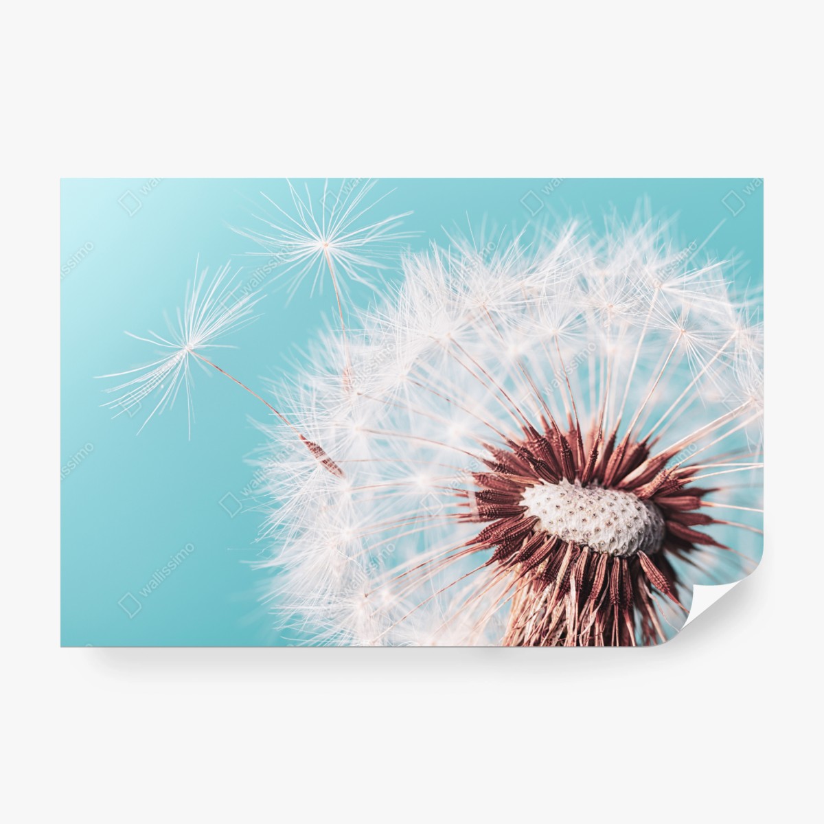 Fototapeta delikatny dmuchawiec na turkusowym tle – Wallissimo® Fototapeta delikatny dmuchawiec na turkusowym tle – Wallissimo®