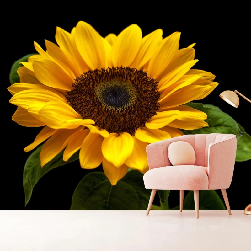 Fototapeta żywy słonecznik na czarnym tle – Wallissimo® Fototapeta żywy słonecznik na czarnym tle – Wallissimo®
