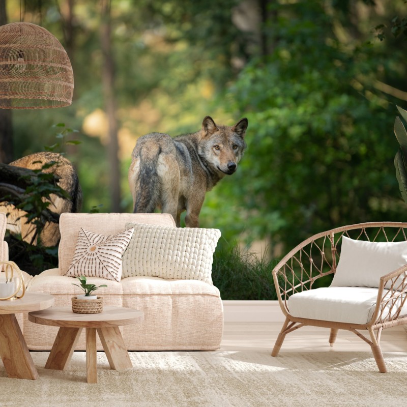 Fototapeta wilk w leśnej polanie – Wallissimo® Fototapeta wilk w leśnej polanie – Wallissimo®